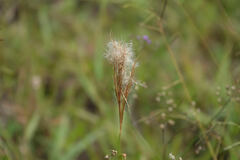Andropogon bicornis