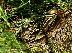 Chalcides striatus