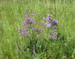 Limonium gmelinii