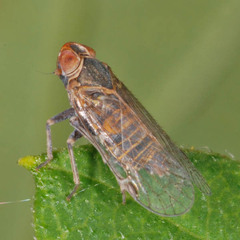 Hyalesthes