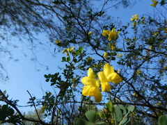 Coronilla valentina