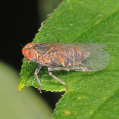 Hyalesthes