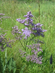 Limonium gmelinii