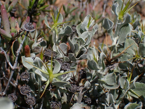 Image of Macledium spinosum by (c) Ren Hoekstra, some rights reserved (CC BY)
