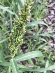 Echinochloa muricata