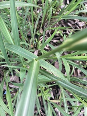 Echinochloa muricata