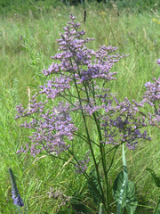 Limonium gmelinii