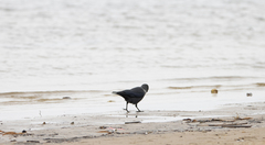 Corvus monedula