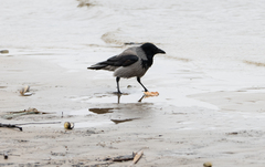 Corvus cornix