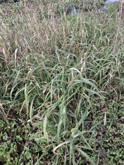 Echinochloa muricata
