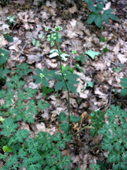 Physospermum cornubiense