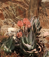 Aloe comptonii