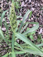 Echinochloa muricata