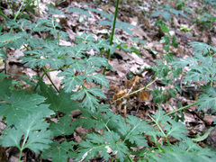 Physospermum cornubiense
