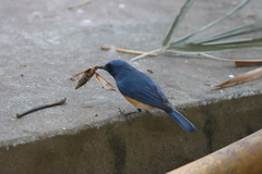 Cyornis tickelliae