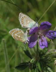 Eumedonia eumedon