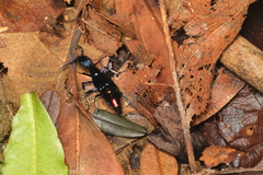 Plochionocerus