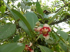 Clusiaceae