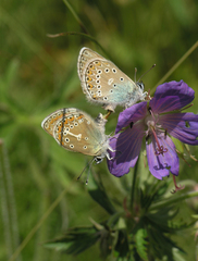 Eumedonia eumedon