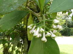 Clusiaceae