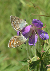 Geranium pratense