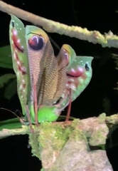 Pterochroza ocellata