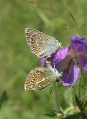 Eumedonia eumedon