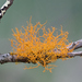 Golden Hair-Lichen - Photo (c) Tony Iwane, some rights reserved (CC BY-NC), uploaded by Tony Iwane