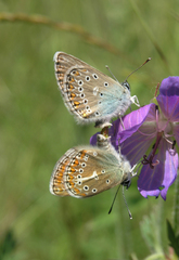 Eumedonia eumedon