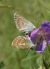 Eumedonia eumedon