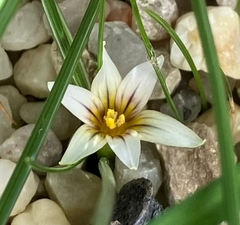 Romulea columnae columnae