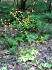 Physospermum cornubiense