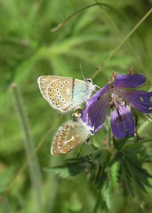 Eumedonia eumedon