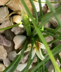 Romulea columnae columnae