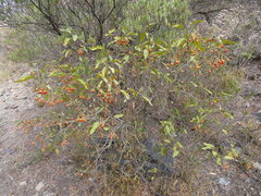 Cordia sinensis
