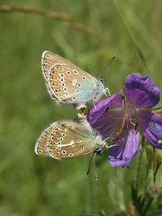 Eumedonia eumedon