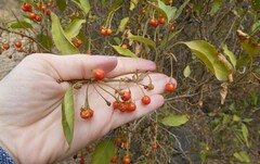 Cordia sinensis