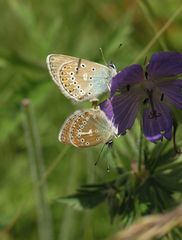 Eumedonia eumedon