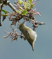 Chlorodrepanis flava