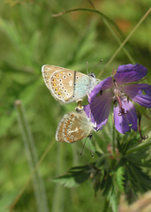 Geranium pratense