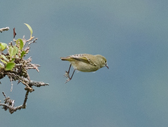 Chlorodrepanis flava