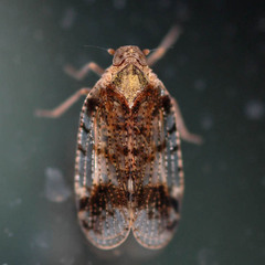 Cixius cunicularius