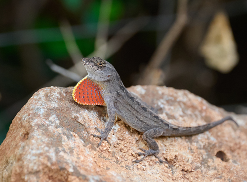 Brown Anole (Anolis sagrei)