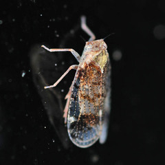 Cixius cunicularius