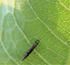 Leptocerus americanus