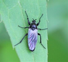 Bibio albipennis