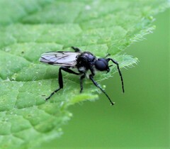 Bibio albipennis