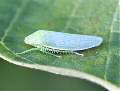 Gyponana