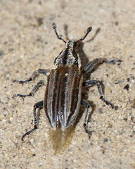 Scaphomorphus