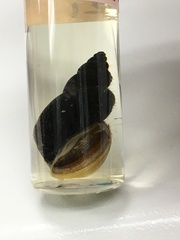Lymnaeidae